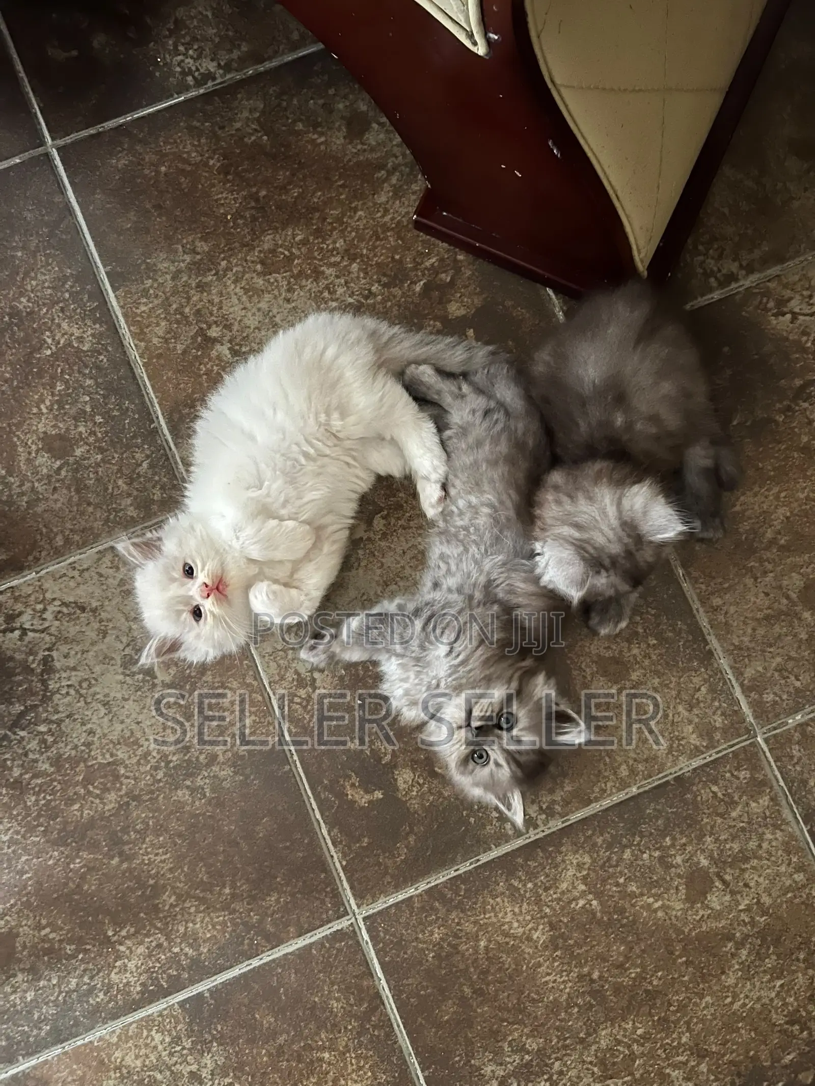 1-3 months Male Purebred Persian
