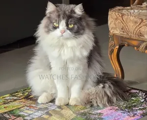 6-12 months Male Purebred Persian