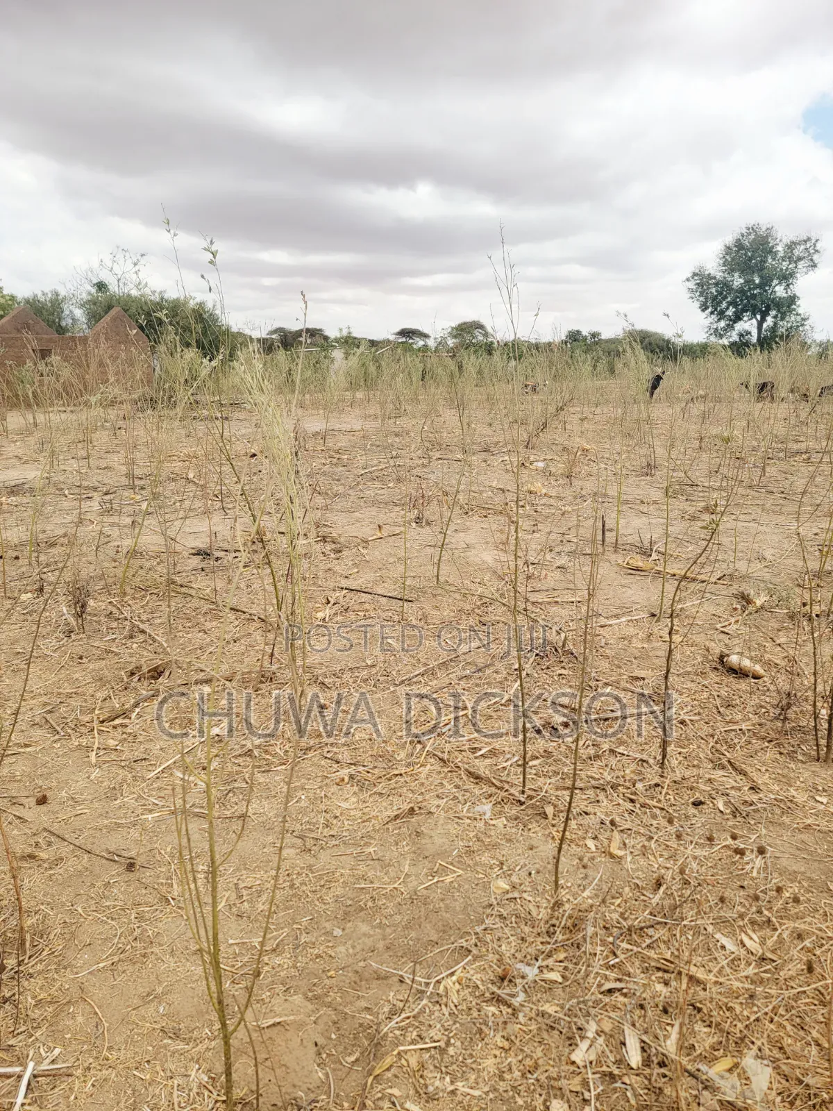 Kiwanja Kinauzwa Iduo Ward, Kongwa District