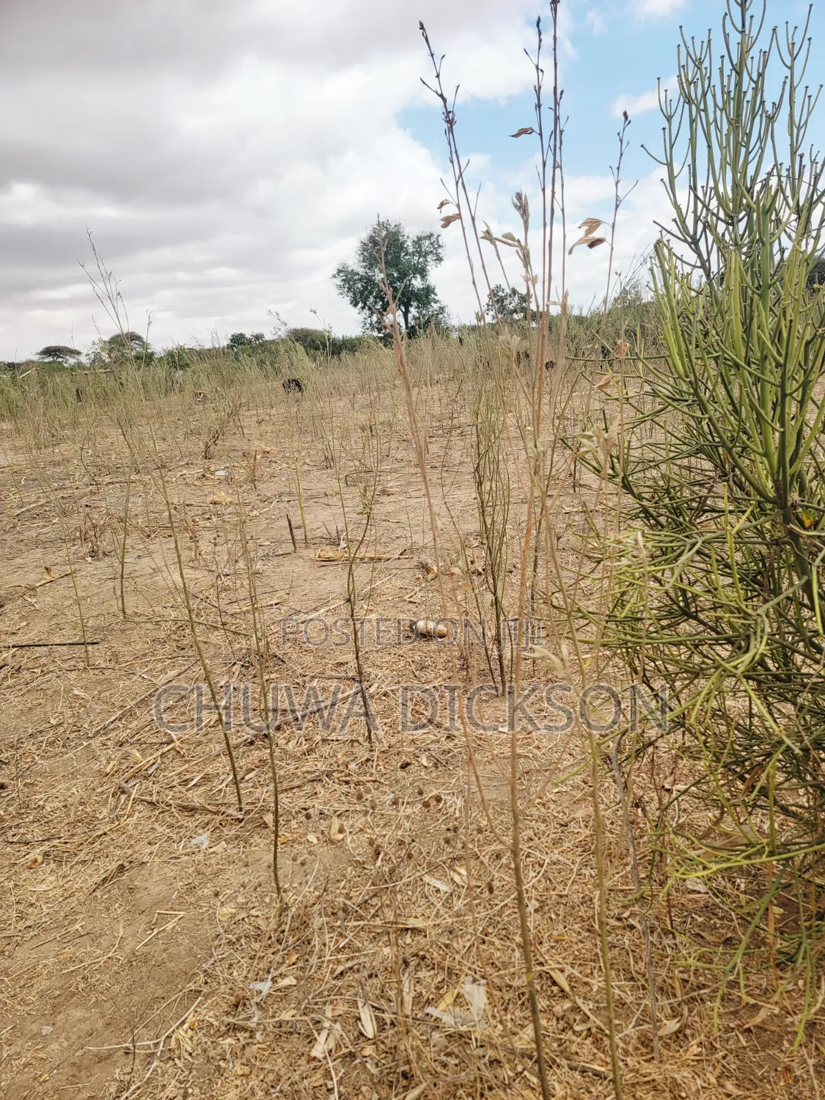 Kiwanja Kinauzwa Iduo Ward, Kongwa District