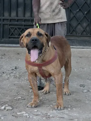 1+ year Female Purebred Boerboel