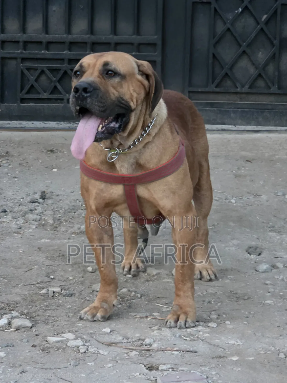 1+ year Female Purebred Boerboel