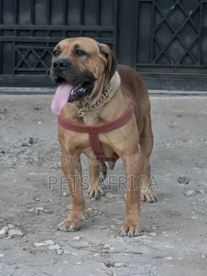 1+ year Female Purebred Boerboel