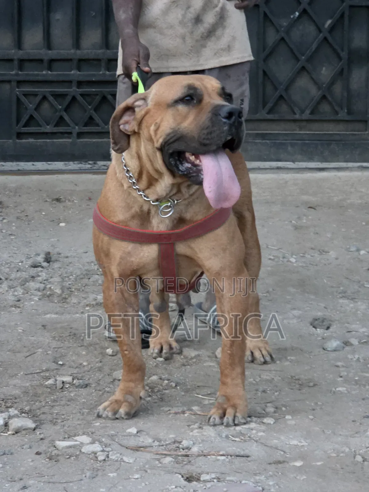 1+ year Female Purebred Boerboel