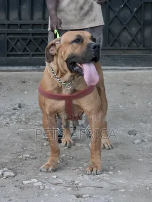 1+ year Female Purebred Boerboel