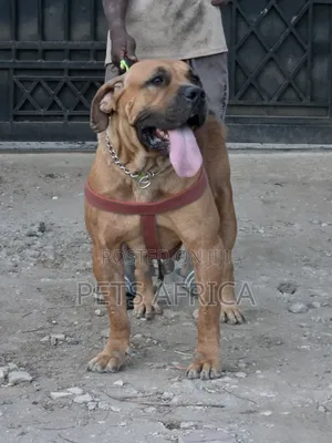 1+ year Female Purebred Boerboel