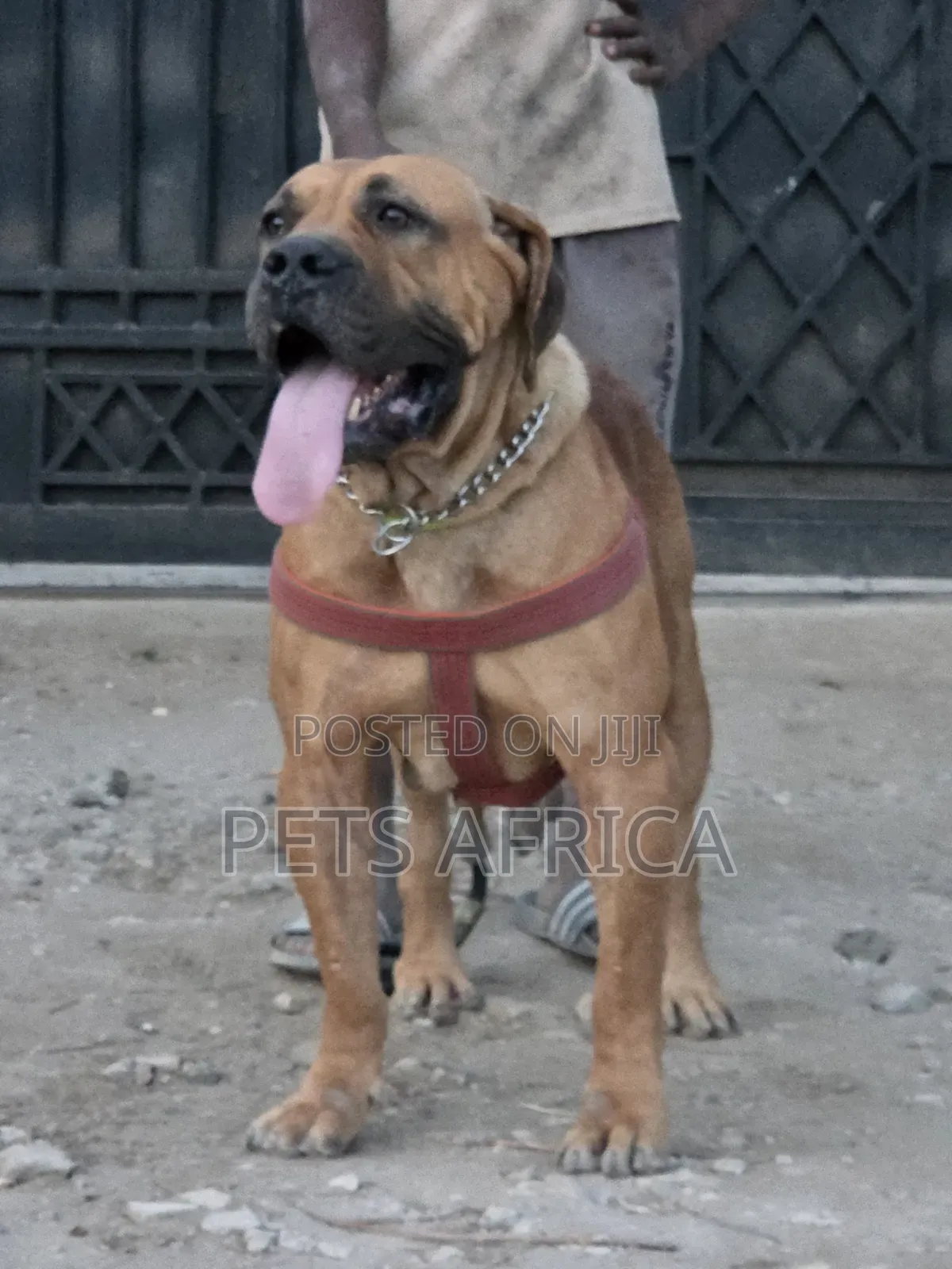 1+ year Female Purebred Boerboel