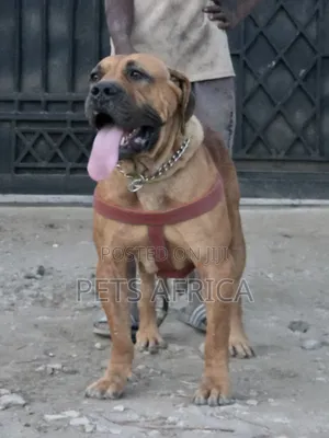 1+ year Female Purebred Boerboel