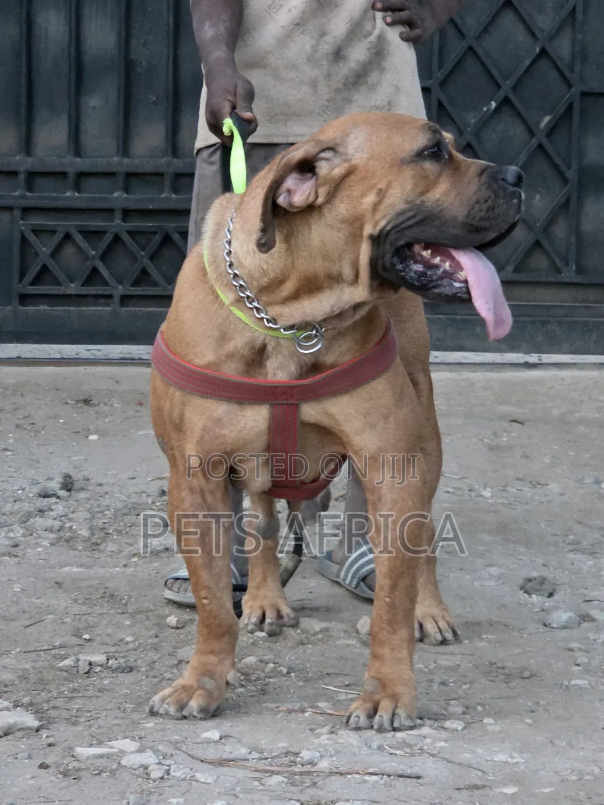 1+ year Female Purebred Boerboel