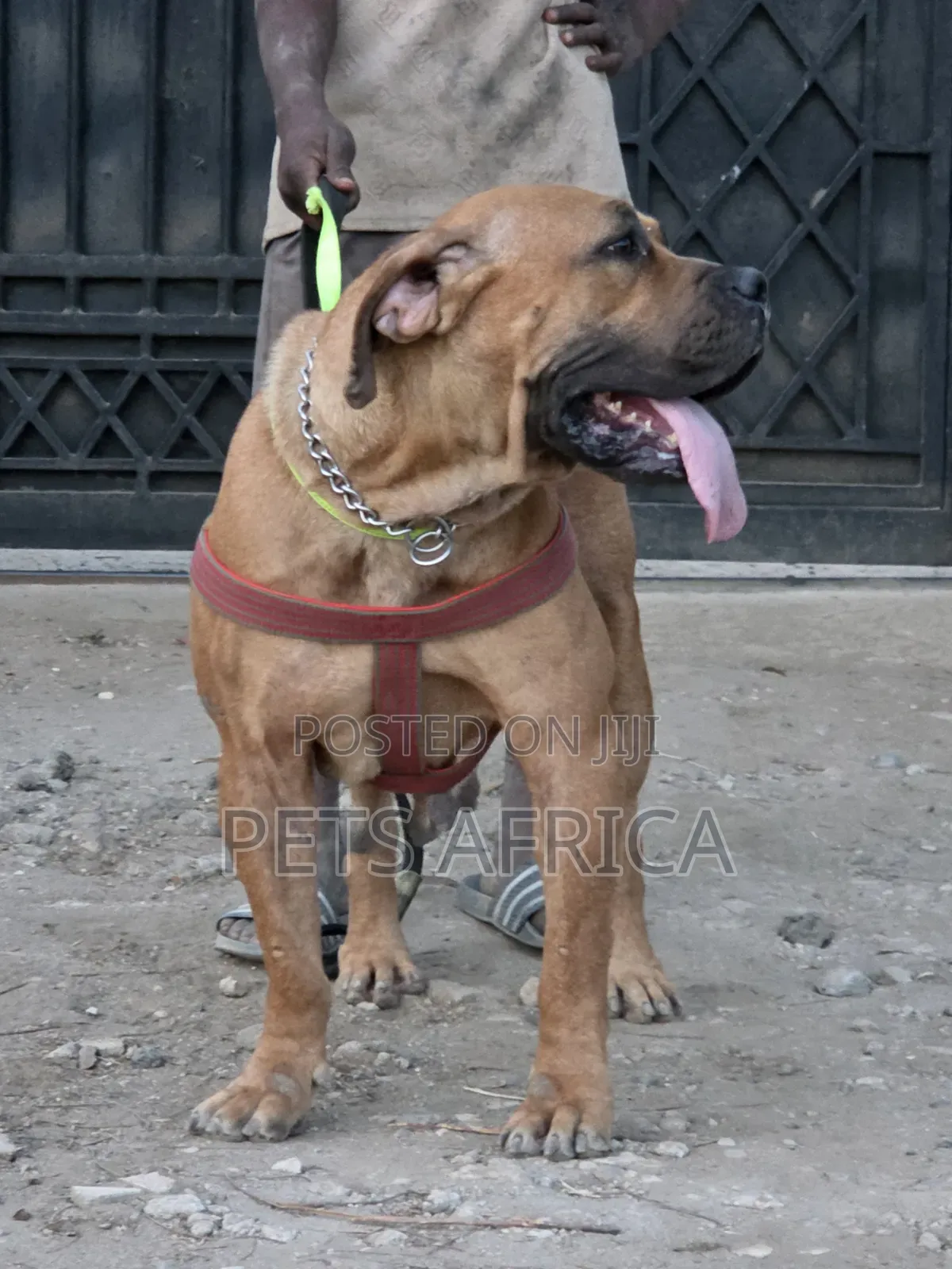 1+ year Female Purebred Boerboel