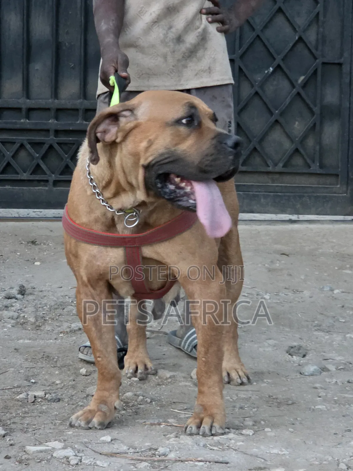 1+ year Female Purebred Boerboel