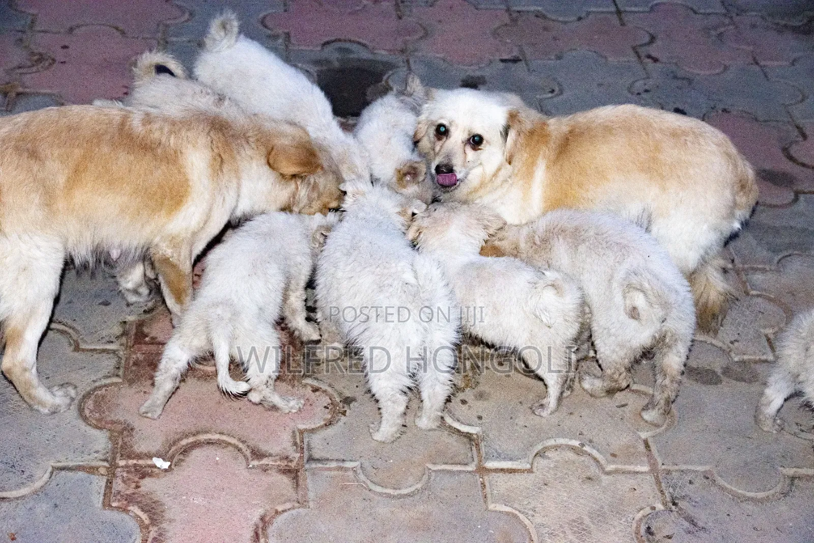 1-3 months Male Purebred Japanese Spitz