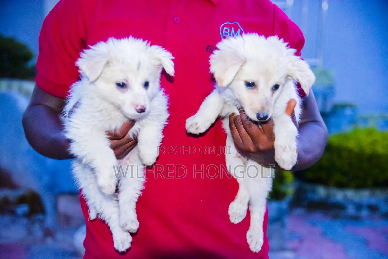 1-3 months Male Purebred Japanese Spitz