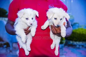 1-3 months Male Purebred Japanese Spitz