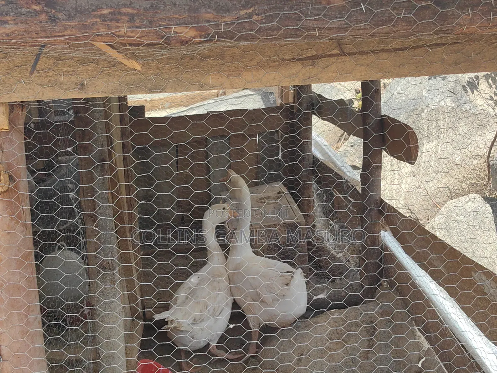 Farm Mwanza Kihandu