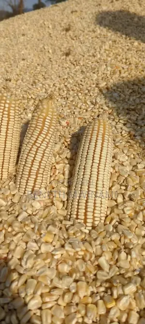 Mahindi Makavu Yanauzwa