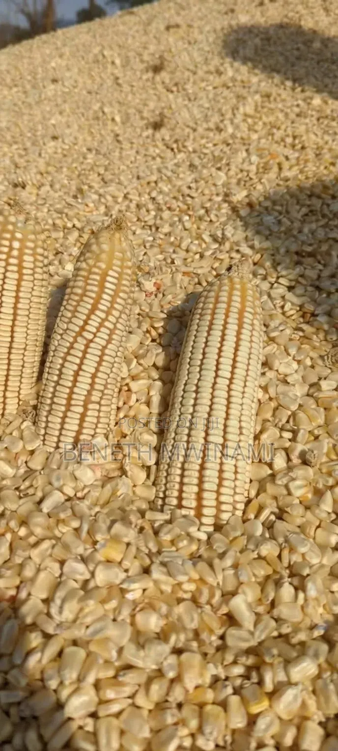 Mahindi Makavu Yanauzwa