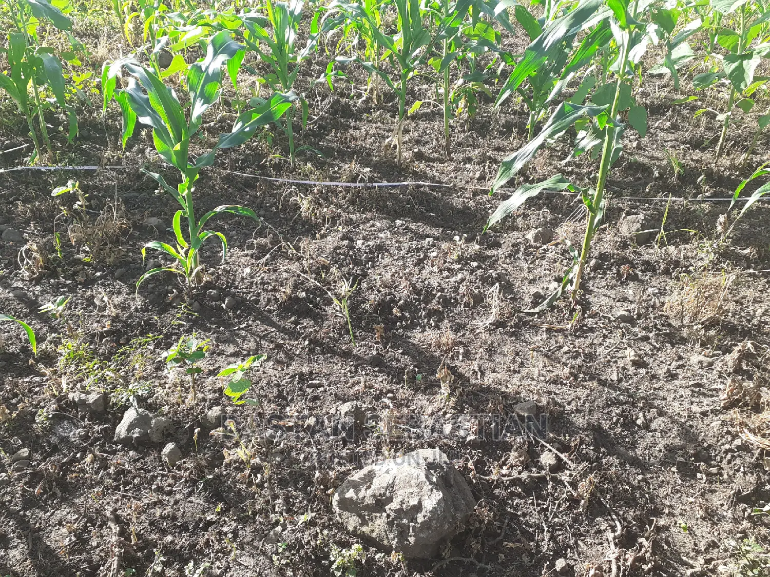 Viwanja Vya Makazi 20 Kwa 20 Bei Kuanzia 1.6M