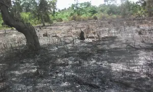 Linauzwa Eneo Langu Jumla Ya Ekari 10 Lipo Pwani