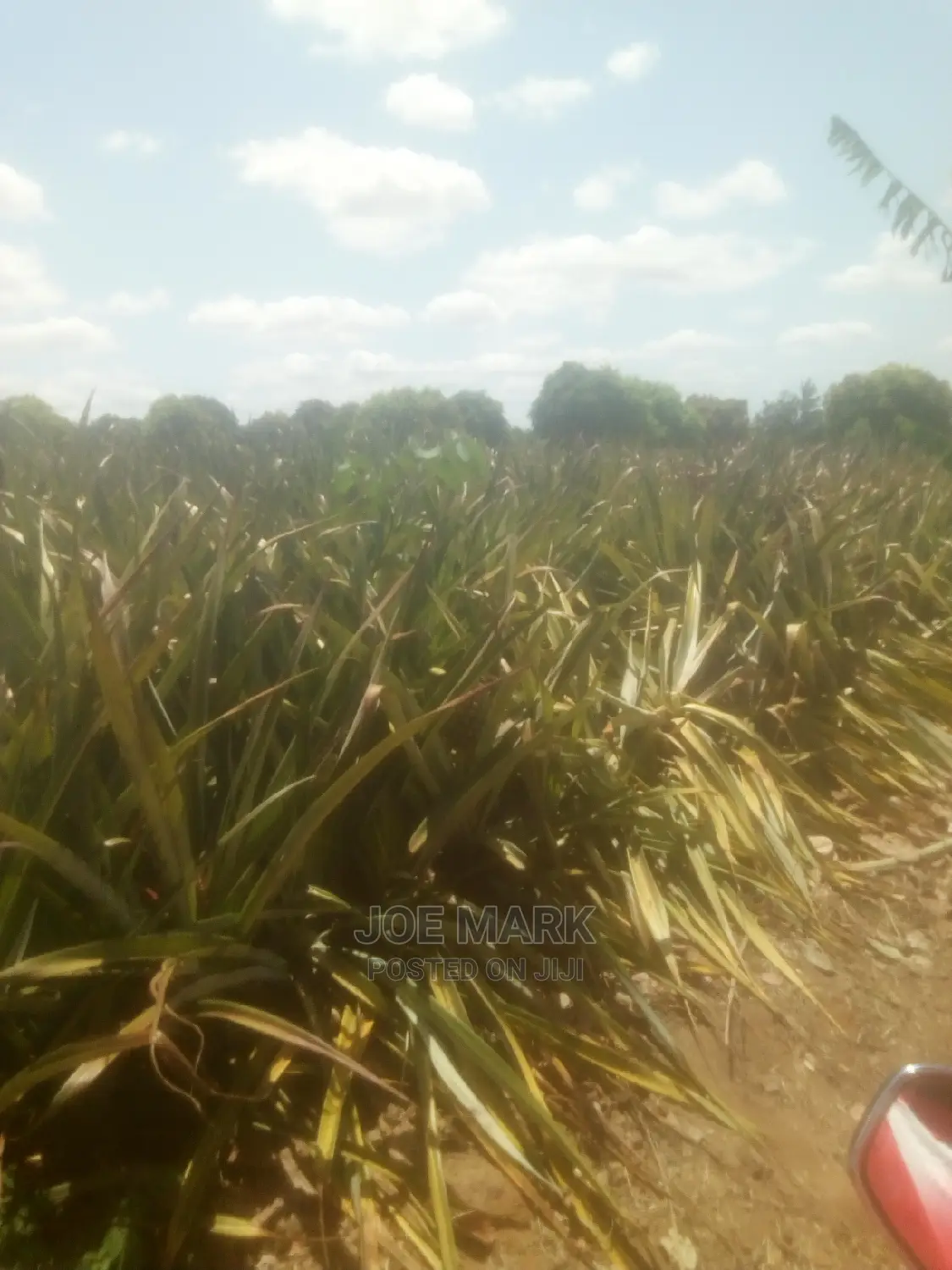 Shamba Lenye Nanasi Linauzwa