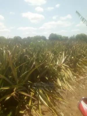 Shamba Lenye Nanasi Linauzwa