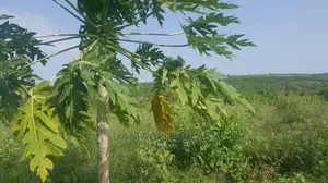 Shamba Limepimwa Ukubwa Acre 36 Shamba Lina Hati L