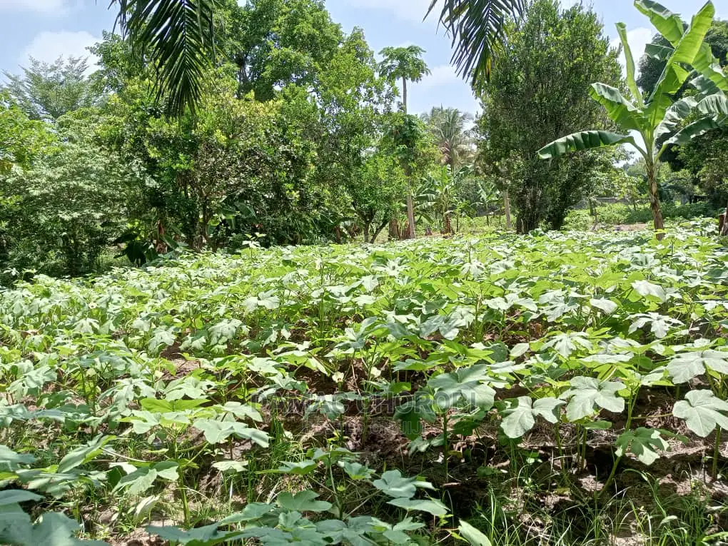 Mashamba Bora Kabisa Kwa Kilimo Cha Mahindi Ufuta Kuga Makaz