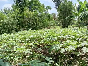 Mashamba Bora Kabisa Kwa Kilimo Cha Mahindi Ufuta Kuga Makaz