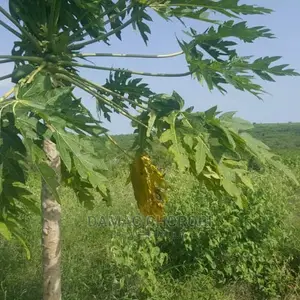 Acre 400 Mto Wami Shamba Lina Title Deed