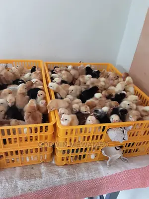 Tunauza Mashine Za Kutotoleshea Vifaranga.