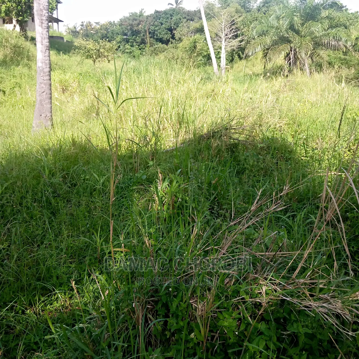Shamba Linauzwa Rufiji Acre 11000