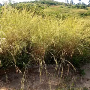Shamba Kubwa Acre 26000 Zinauzwa Mikumi Morogoro