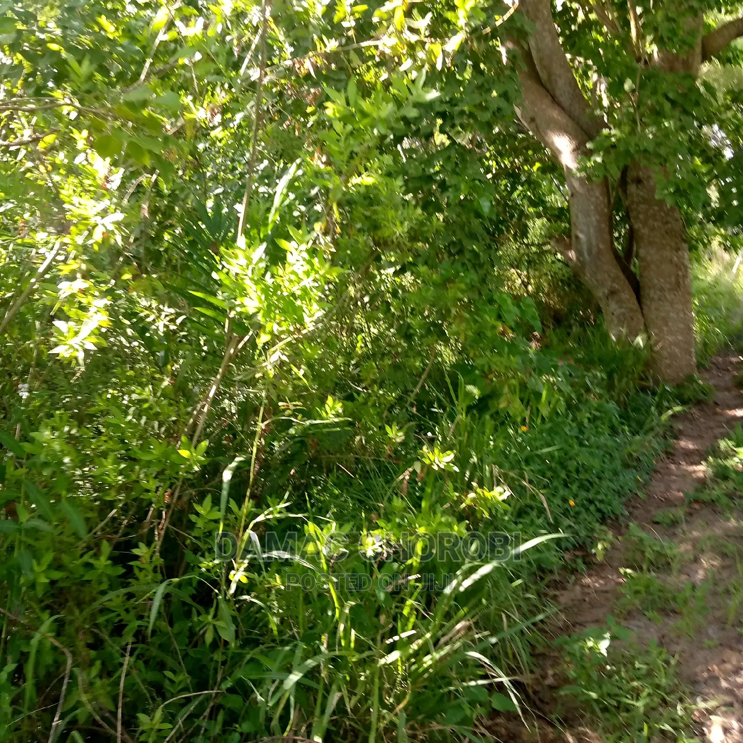 Mashamba Bora Kwa Kilimo Kiwangwa