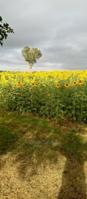 Photo - Shamba Lipo Kiwangwa-Bago Linauzwa Acre 16