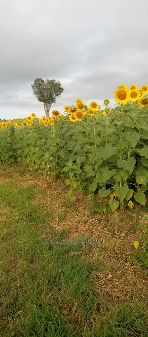 Shamba Lipo Kiwangwa-Bago Linauzwa Acre 16