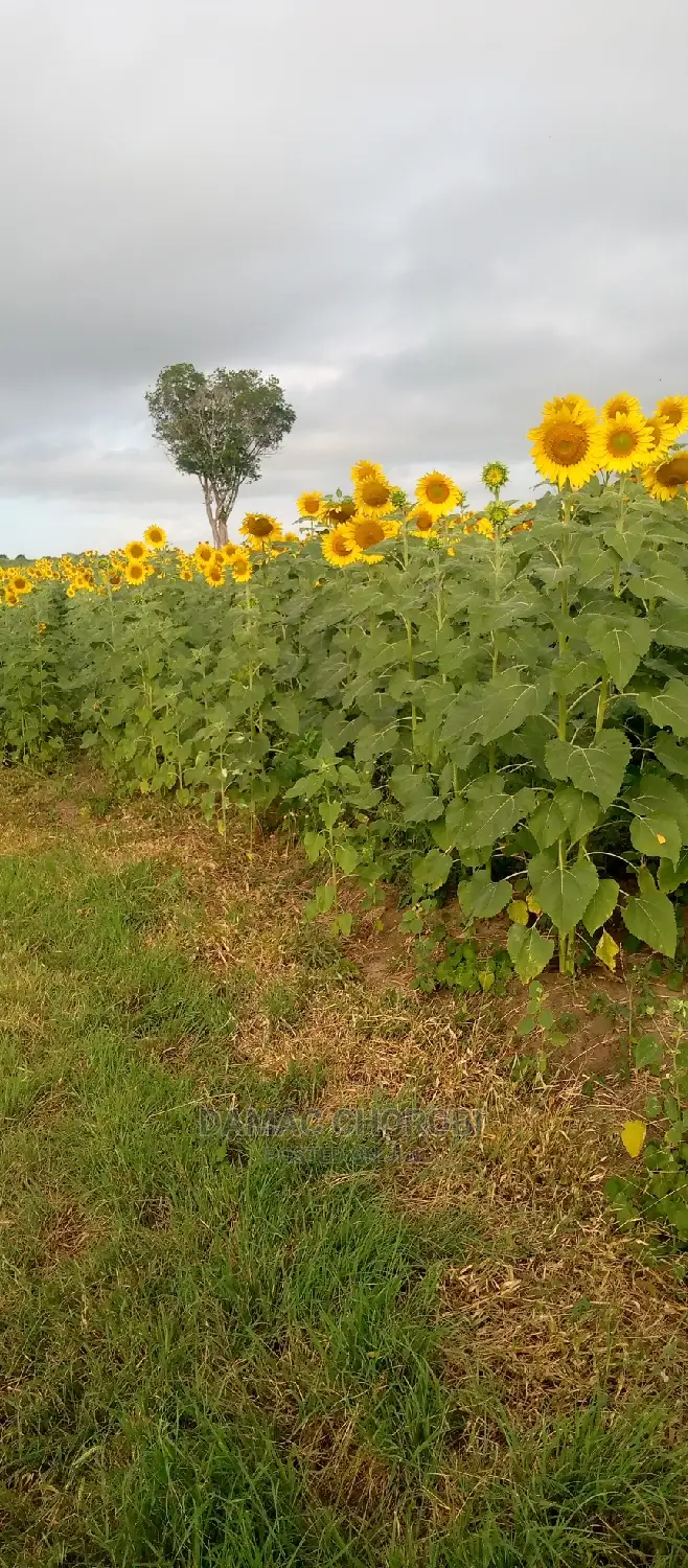 Shamba Lipo Kiwangwa-Bago Linauzwa Acre 16