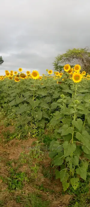 Shamba Lipo Kiwangwa-Bago Linauzwa Acre 16