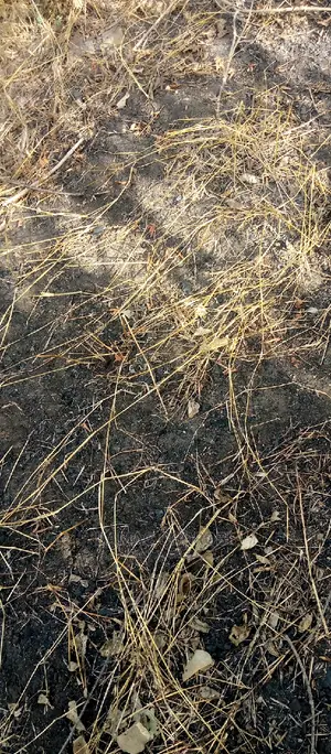 Acre 10 Za Pamoja Zinauzwa Kiwangwa -Bago