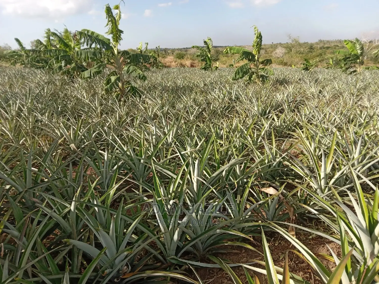 Shamba Linauzwa