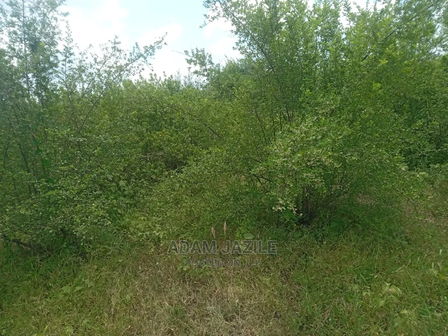 Shamba Linauzwa Kiwangwa