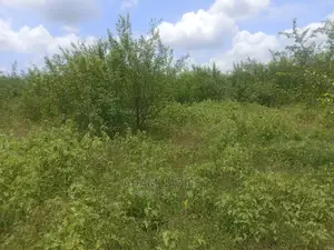 Shamba Linauzwa Kiwangwa