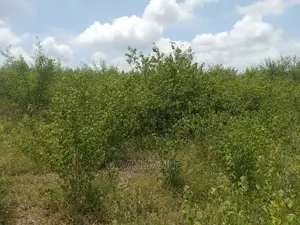 Shamba Linauzwa Kiwangwa