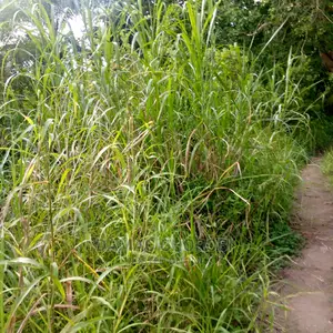 Shamba Bora Acre 2000 Mkata Tanga Linauzwa Milion 350