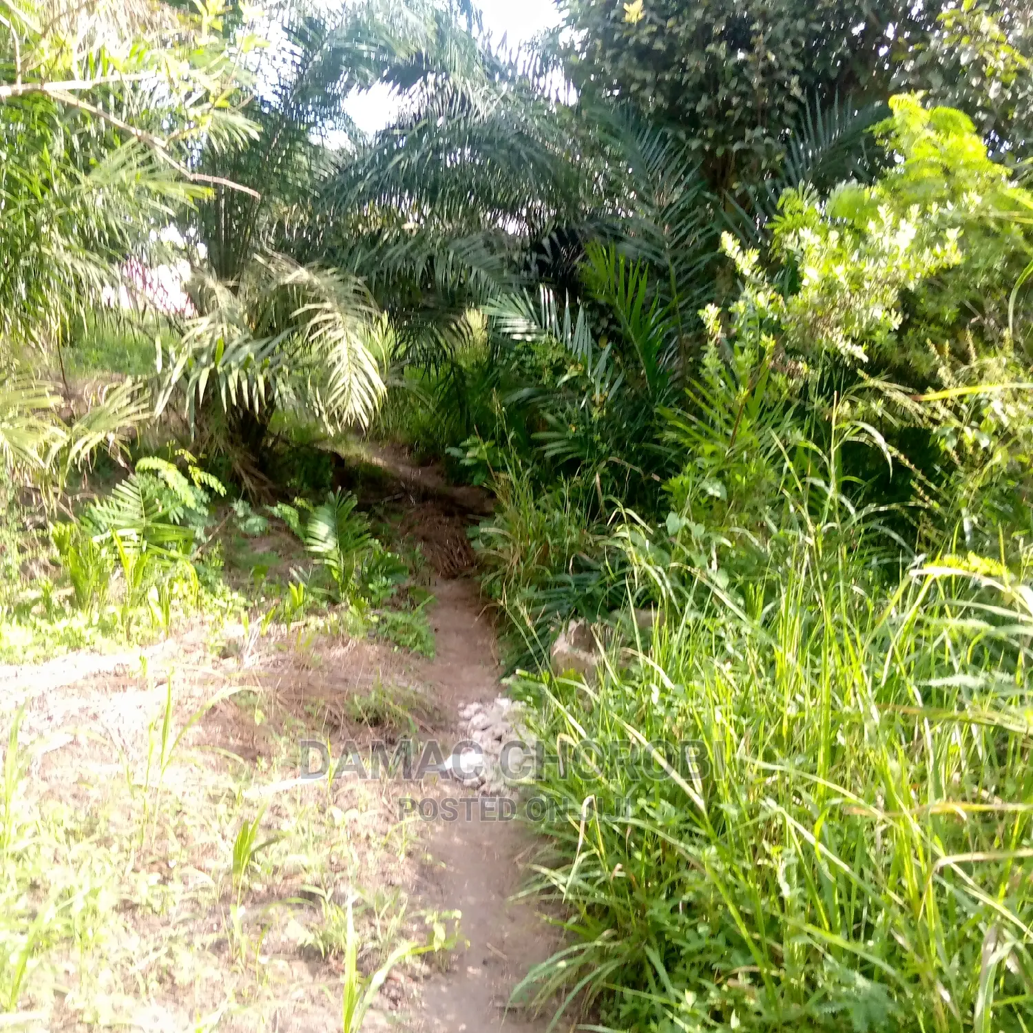 Shamba Bora Acre 2000 Mkata Tanga Linauzwa Milion 350