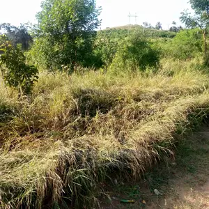 Acre 2500 Zinauzwa Mkata Tanga Milion 380 Kilomita 11