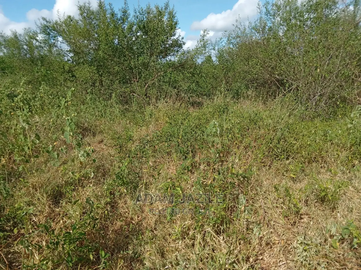 Shamba Linauzwa Kiwangwa