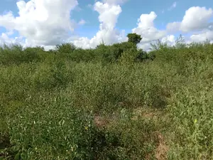 Shamba Linauzwa Kiwangwa