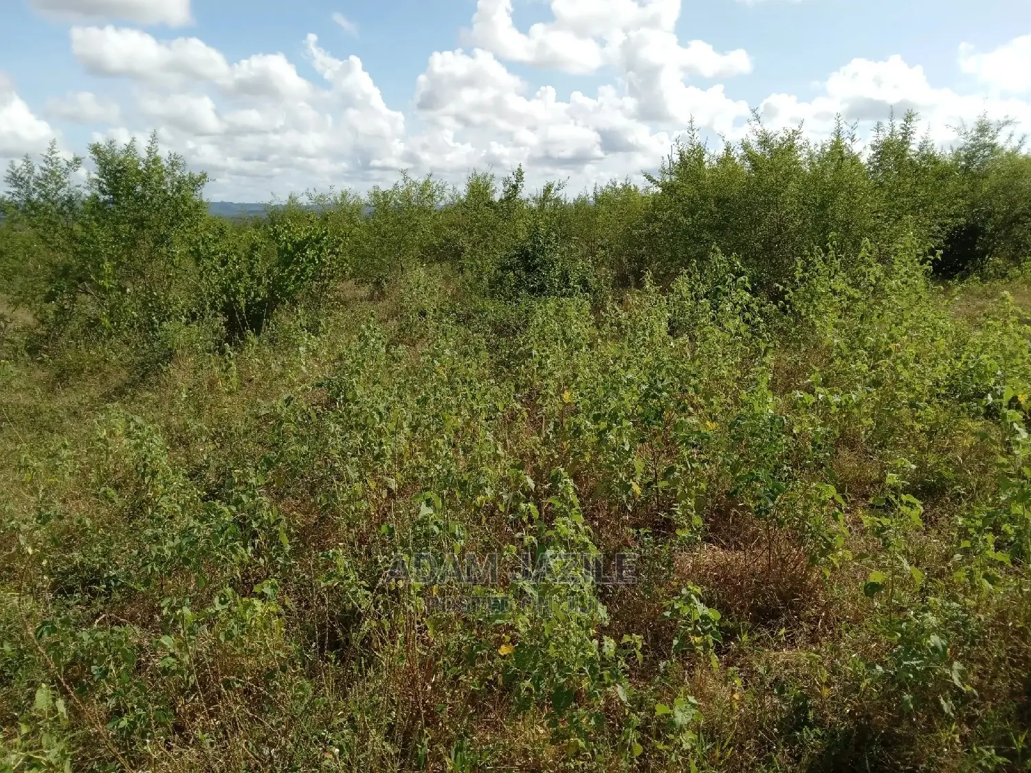 Shamba Linauzwa Kiwangwa