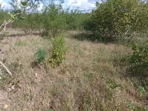 Shamba Linauzwa Kiwangwa