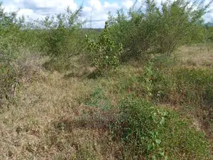 Shamba Linauzwa Kiwangwa